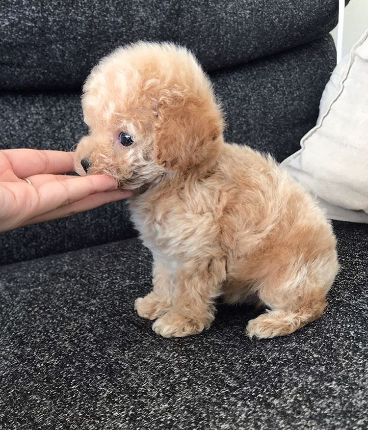 F/M Toy Regs Poodle Pups